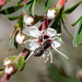 Euhesma nitidifrons - Photo (c) Paul Whitington, alguns direitos reservados (CC BY-NC), uploaded by Paul Whitington