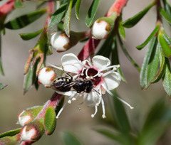 Euhesma crabronica