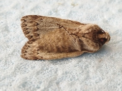 Asteroscopus sphinx