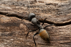 Camponotus aeneopilosus