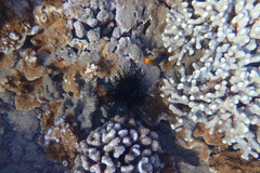 Pervagor aspricaudus