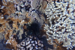 Pervagor aspricaudus