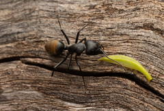 Camponotus aeneopilosus