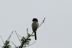 Lanius collaris collaris