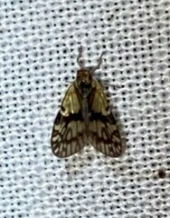 Bothriocera maculata