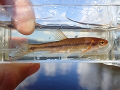 Couesius plumbeus