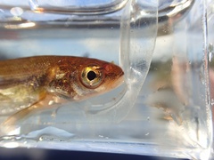 Couesius plumbeus