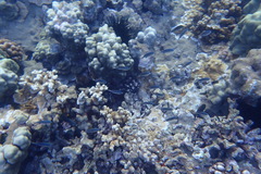 Pycnochromis vanderbilti