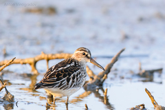 Calidris falcinellus