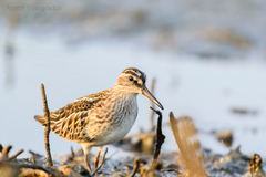 Calidris falcinellus