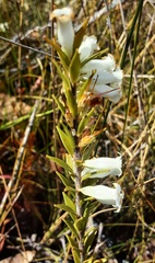 Epacris obtusifolia