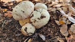 Rubroboletus pulchrotinctus