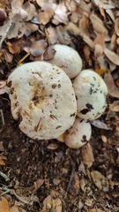 Rubroboletus pulchrotinctus