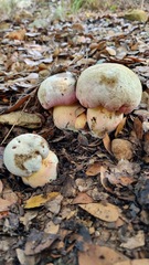 Rubroboletus pulchrotinctus
