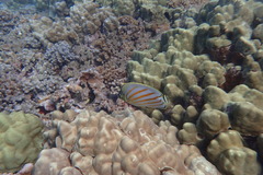 Chaetodon ornatissimus