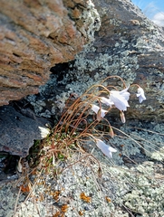 Wahlenbergia albomarginata