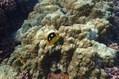 Chaetodon quadrimaculatus