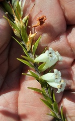 Epacris obtusifolia