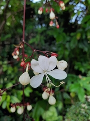 Ajugoideae
