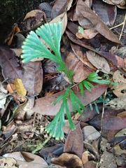 Selaginellaceae