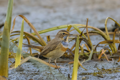 Luscinia svecica