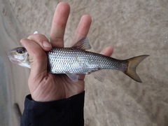 Semotilus corporalis