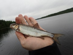 Semotilus corporalis