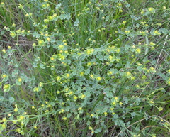 Euphorbia striata