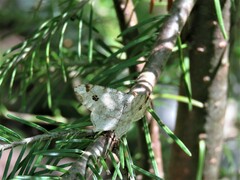 Macaria notata