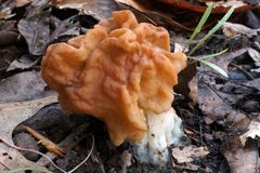 Gyromitra korfii