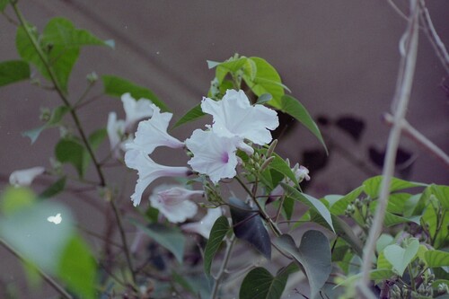 Ipomoea carnea fistulosa