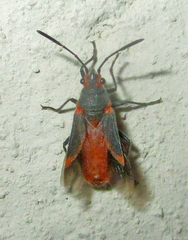 Caenocoris nerii