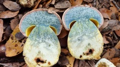 Rubroboletus pulchrotinctus