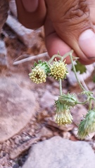 Pleurocoronis laphamioides