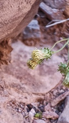 Pleurocoronis laphamioides