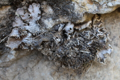 Peltigera rufescens