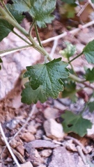 Pleurocoronis laphamioides