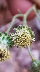 Pleurocoronis laphamioides