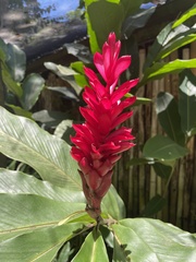 Alpinia purpurata
