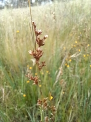 Juncus sarophorus