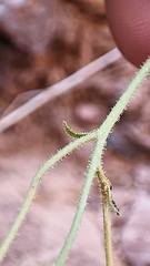 Pleurocoronis laphamioides