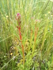 Haloragis heterophylla