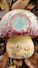 Rubroboletus pulchrotinctus