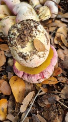 Rubroboletus pulchrotinctus