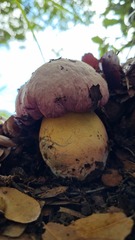 Rubroboletus pulchrotinctus
