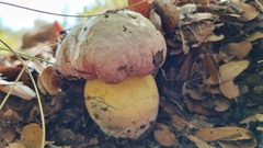 Rubroboletus pulchrotinctus
