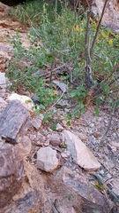 Pleurocoronis laphamioides