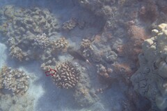 Paracirrhites forsteri