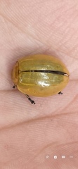 Oides maculata