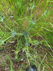 Eryngium ovinum